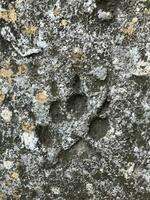 animal paw print, imprint in stone close-up photo