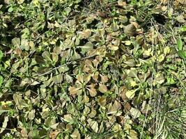 dense green carpet of saxifrage grass natural background photo