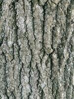 antiguo árbol ladrar, agrietado áspero superficie, antecedentes foto