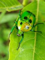 pequeño verde insecto en un hoja con difuminar antecedentes foto