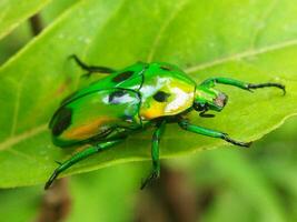 pequeño verde insecto en un hoja con difuminar antecedentes foto