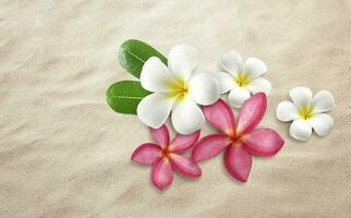 frangipani flower falling on the sand, beach, sea photo