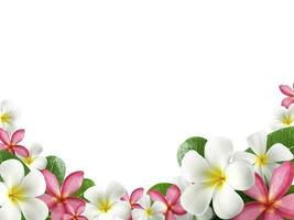 frangipani flower frame on white background photo
