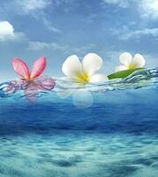 frangipani flower on sea ocean float photo