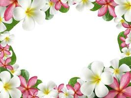 frangipani flower frame on white background photo