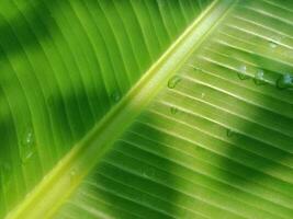 banana leaf background, charming green. photo