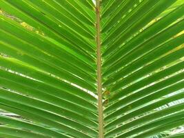 natural y increíble verde Coco hoja antecedentes. foto