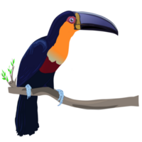 channel billed toucan png