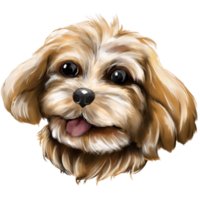 fofa havanese cabeça pintura estilo png