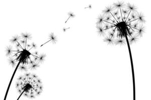 Silhouette of a simple single dandelion vector