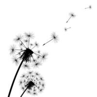 Silhouette of a simple single dandelion vector