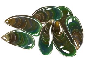 cozze isolamento, disegno cozze, mollusco png