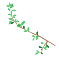 Branch Illustration PNG
