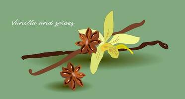 vanilla flowers with sticks and star anis. for packaging design, labels and branding vector