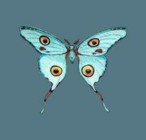 Watercolor butterfly, with turquoise wings, yellow circles on wings. For textiles and postcards. vector