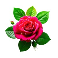 A beautiful red rose with jacaranda color with green leaves, PNG transparent image