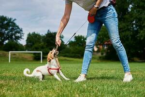 Owner walking dog at green field photo