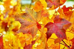 Colorful autumn leaves background photo