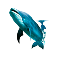 whales png generative ai