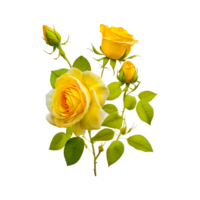 Jaune Rose fleur png génératif ai