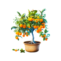 Orange tree with ripe fruit isolated on transparent background png