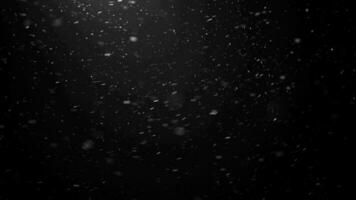 vallend sneeuw vlokken gedurende winter het weer. zwart achtergrond alpha kanaal video
