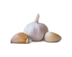 Single fresh white garlic bulb with segments isolated with clipping path and shadow in png file format, Thai herb is great for healing several severe diseases, heart attack