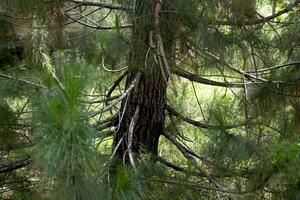 The Beauty of Pine trunks and branches photo