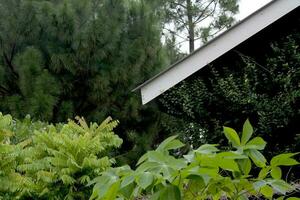 Corner of Roof and Trees photo