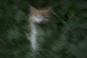 desenfocado resumen antecedentes de un gato reacción rugidos desde detrás un arbusto foto