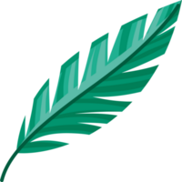 green feather illustration  png