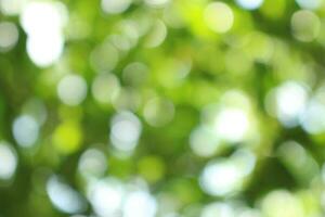 bokeh nice foliage nature green tree, Bright morning sunshine sparkling and bursting through blurry summer green foliage of blooming background photo