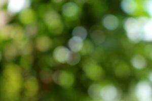 bokeh nice foliage nature green tree, Bright morning sunshine sparkling and bursting through blurry summer green foliage of blooming background photo