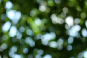 bokeh nice foliage nature green tree, Bright morning sunshine sparkling and bursting through blurry summer green foliage of blooming background photo