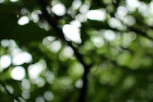 bokeh nice foliage nature green tree, Bright morning sunshine sparkling and bursting through blurry summer green foliage of blooming background photo