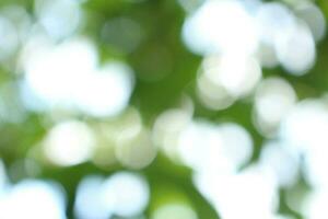 bokeh nice foliage nature green tree, Bright morning sunshine sparkling and bursting through blurry summer green foliage of blooming background photo