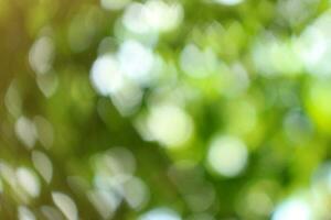 bokeh nice foliage nature green tree, Bright morning sunshine sparkling and bursting through blurry summer green foliage of blooming background photo