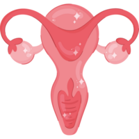 uterus feminine organ isolated icon png