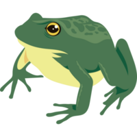 green bull frog amphibian animal png