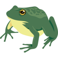 vert taureau grenouille amphibie animal png