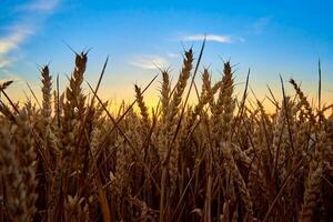 Golden field with ripe wheat ear photo