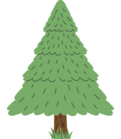 pino árbol planta bosque naturaleza icono png