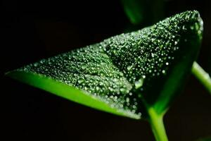 Green leaf with water drops for background photo