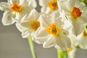 antecedentes de hermosa narciso flores foto