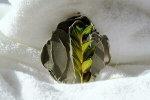 A sample of a mud mask on a terry bath towel with a green sprig. photo