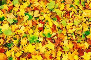 Colorful autumn leaves background photo