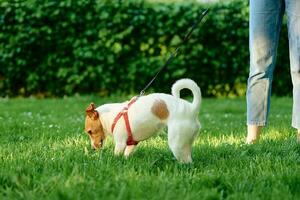 perro caminando a parque con propietario foto