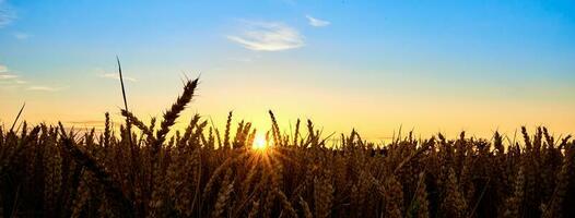 Golden field with ripe wheat ear photo