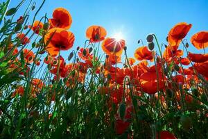 Landscape with blooming poppy flowers against blue sky photo