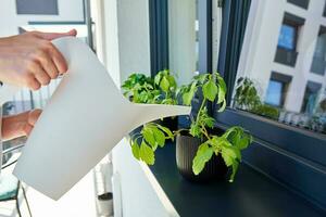 Woman watering plant at window, Housplant care photo